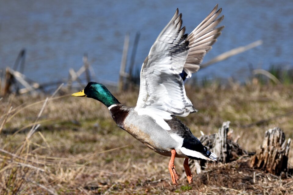 Mallard duck taking off bird