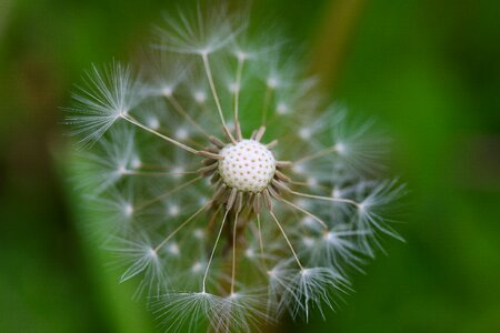 Soft fluff white photo