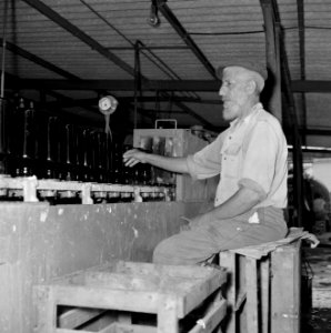 Wijnbedrijf Carmel Mizrachi Wineries te Rishon le Zion Arbeider aan de lopende , Bestanddeelnr 255-4864