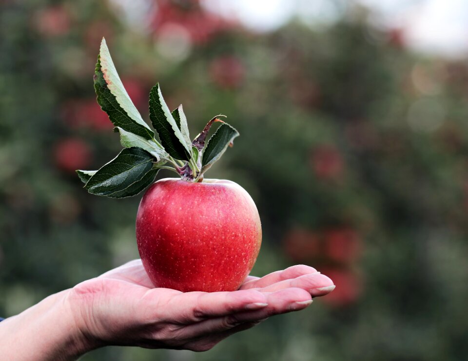 Hand apple orchard delicious
