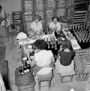 Wijnbedrijf Carmel Mizrachi Wineries te Rishon le Zion. Arbeidsters bezig met he, Bestanddeelnr 255-4885