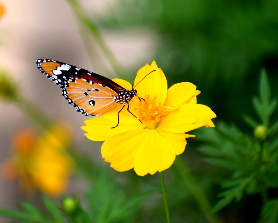 Colorful natural flower