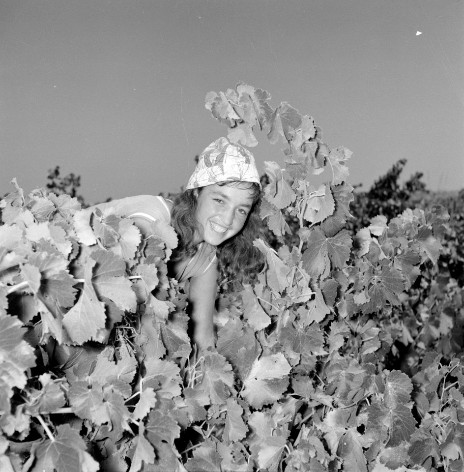 Wijnbedrijf Carmel Mizrachi Wineries te Rishon le Zion Portret van een druivenp, Bestanddeelnr 255-4889