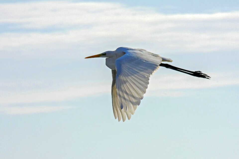 Nature sky flight