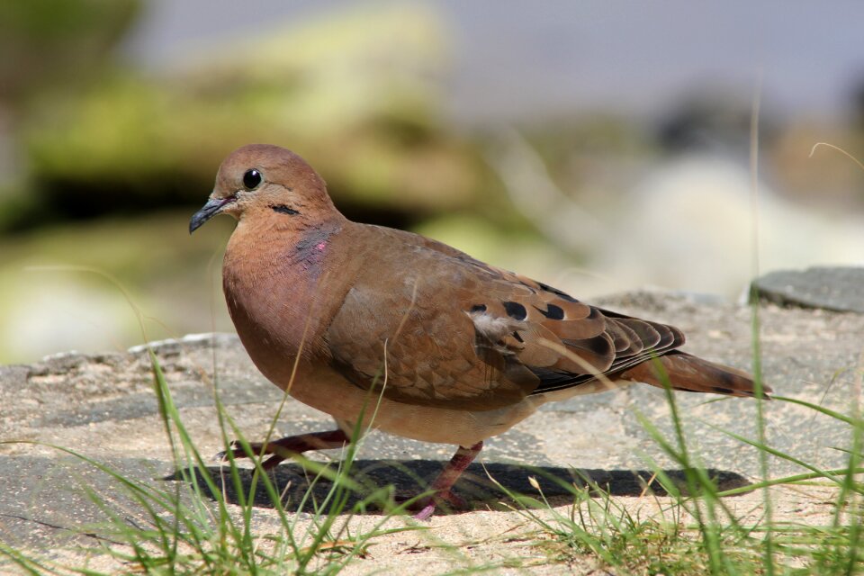 Wildlife wild nature