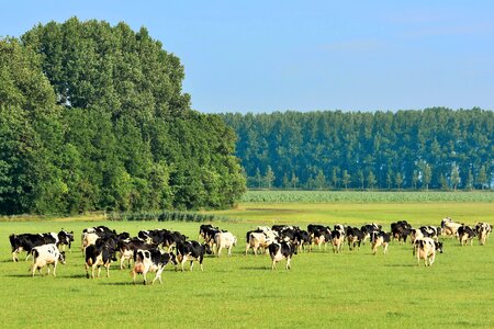 Cattle netherlands landscape