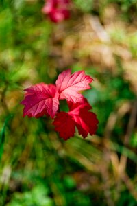 Nature autumn leaves autumn nature photo