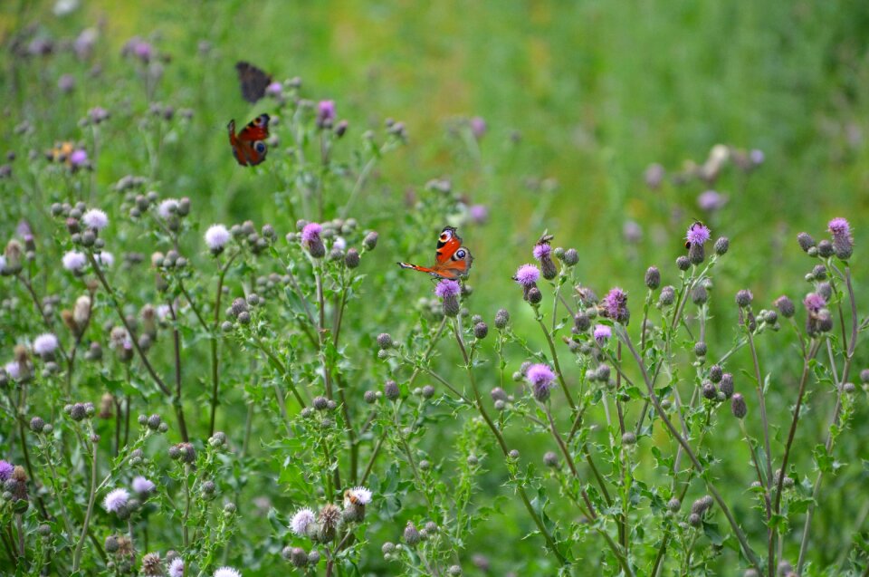 Bees foraging the flowers of thistles flowering