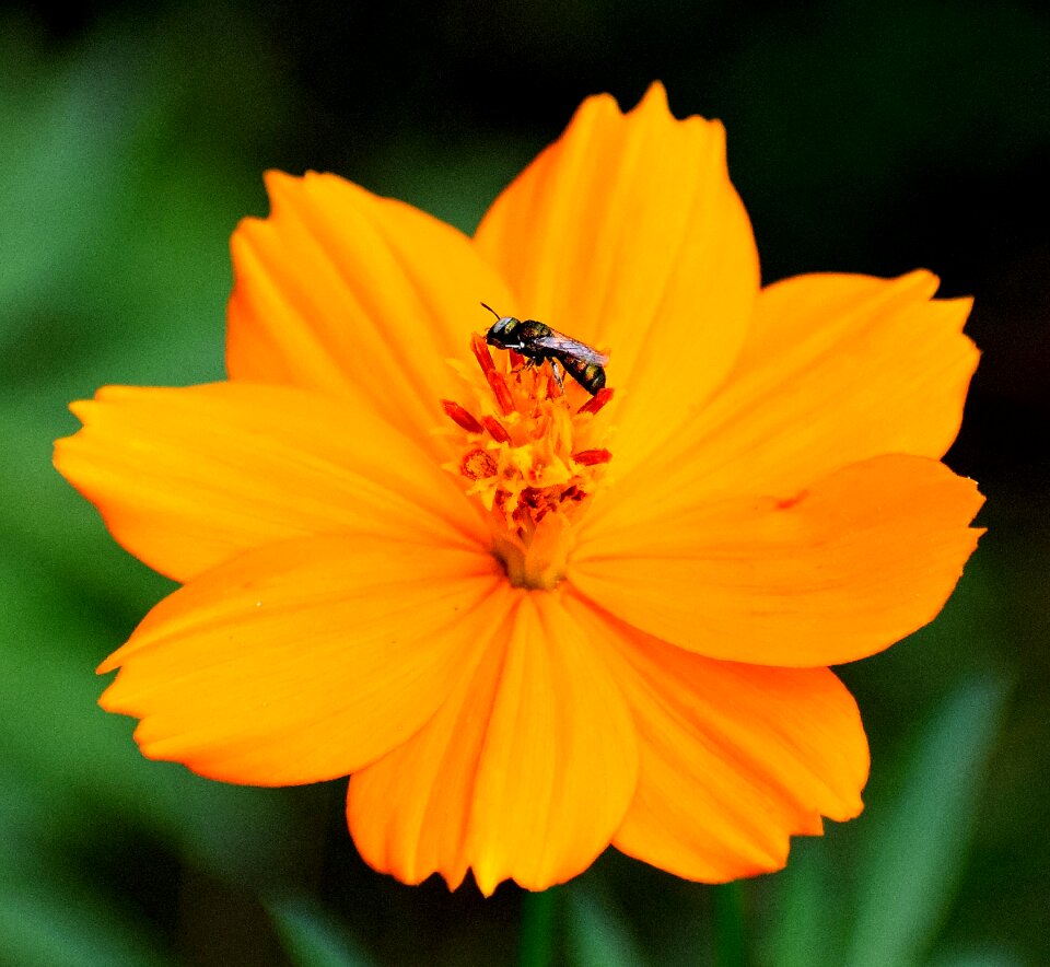 Plant floral blossom