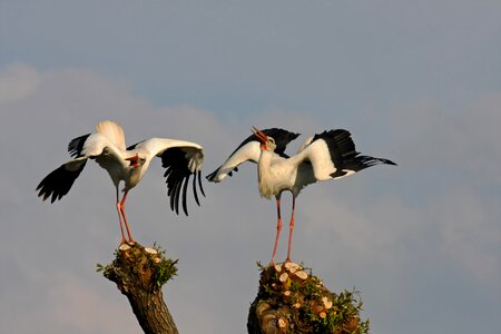 Bird animal stork photo