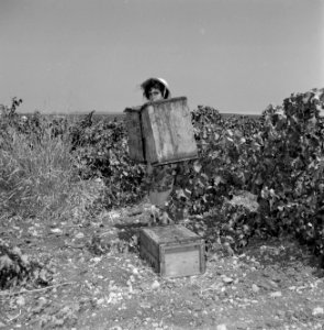 Wijnbedrijf Carmel Mizrachi Wineries te Rishon le Zion Druivenplukker aan het w, Bestanddeelnr 255-4888
