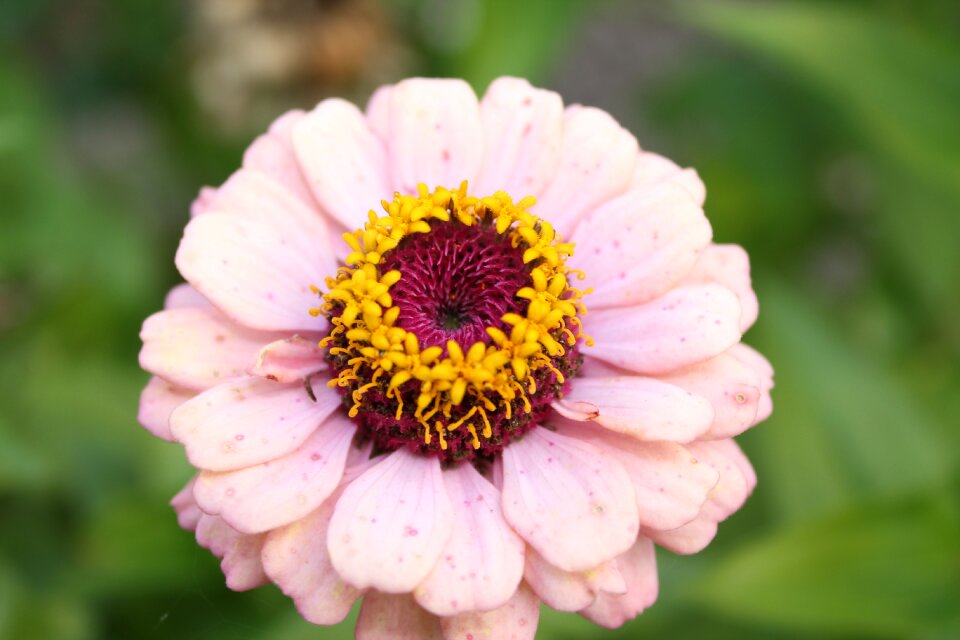 Blossom bloom flower