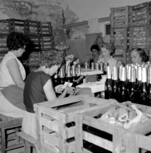 Wijnbedrijf Carmel Mizrachi Wineries te Rishon le Zion Arbeidsters bezig met he, Bestanddeelnr 255-4886