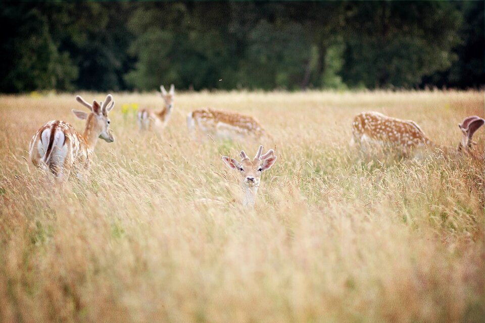 Animal natural animal world