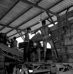 Wijnbedrijf Carmel Mizrachi Wineries te Rishon le Zion Arbeiders storten druive, Bestanddeelnr 255-4844