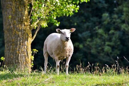 Animal netherlands zealand