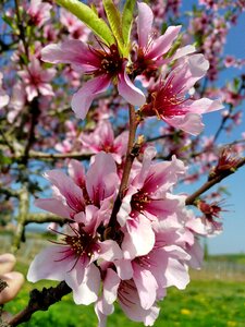 Flowers garden spring photo