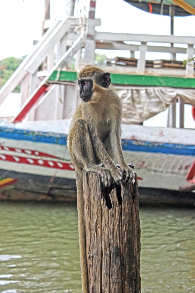 Africa character animal