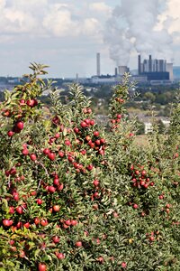 Contrast landscape red apple orchard