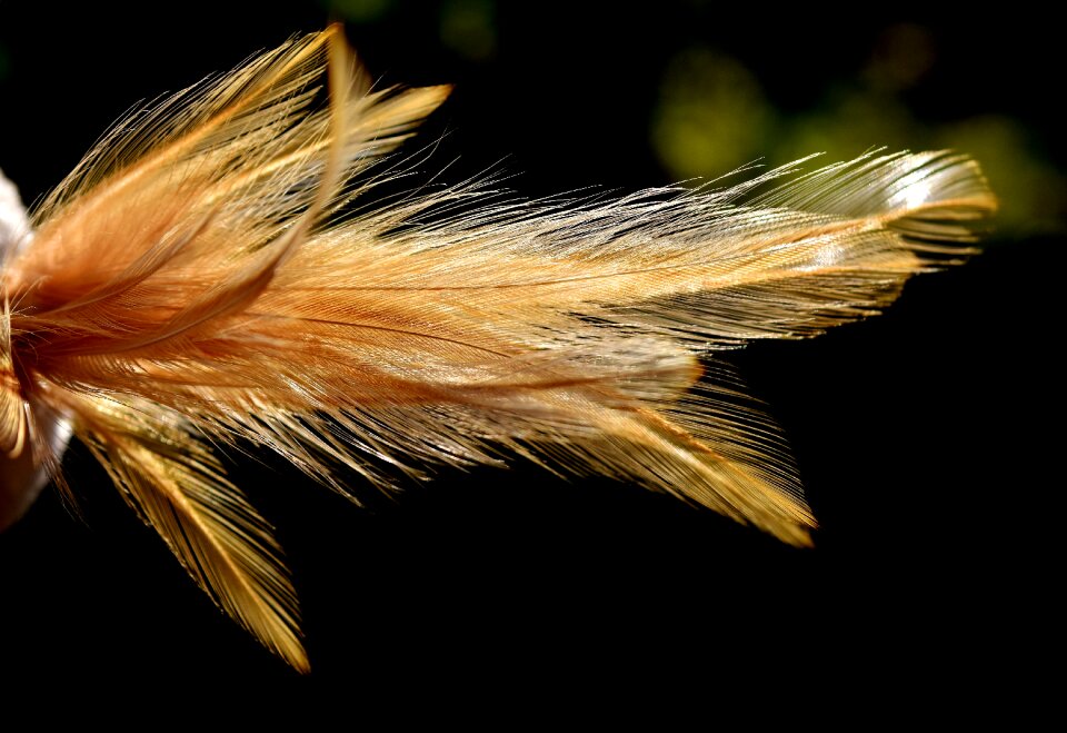 Bird bird feather beautiful