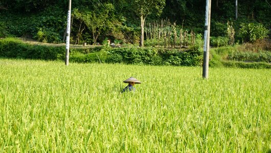Rice farmer humanities