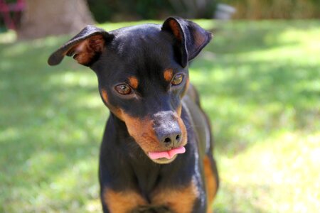 Pinsher miniature dog animal