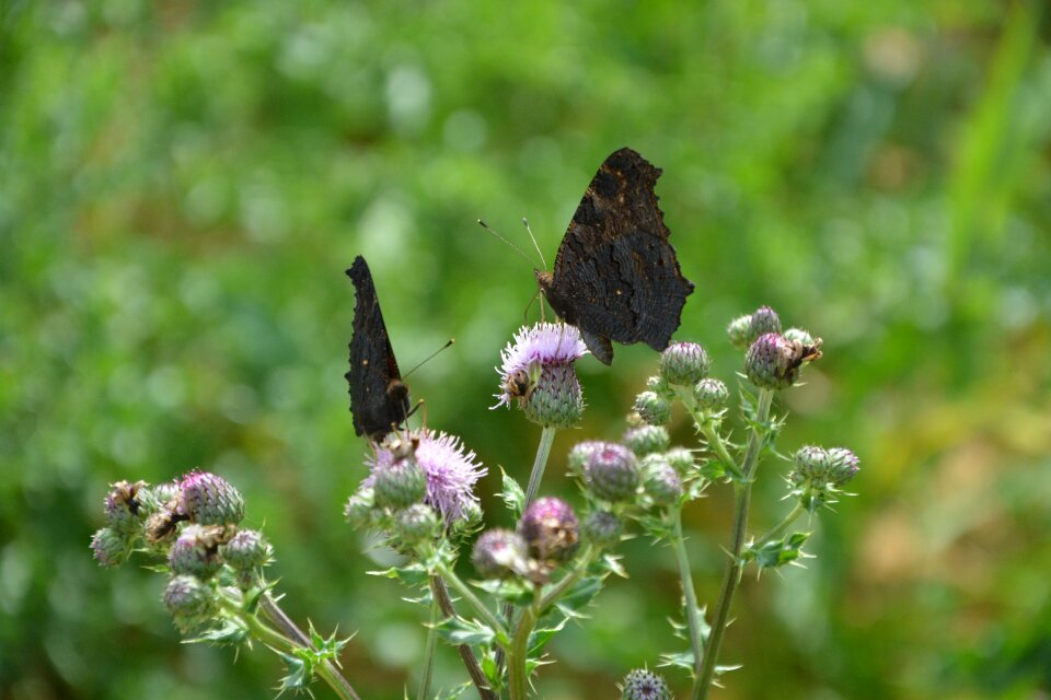 Butterfly wings closed forage plant