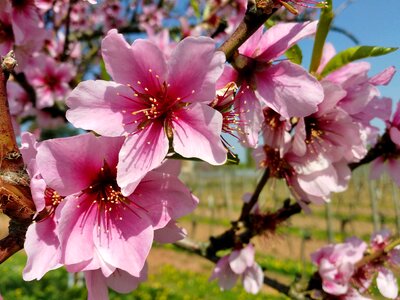 Flowers garden spring
