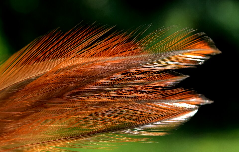 Bird bird feather beautiful
