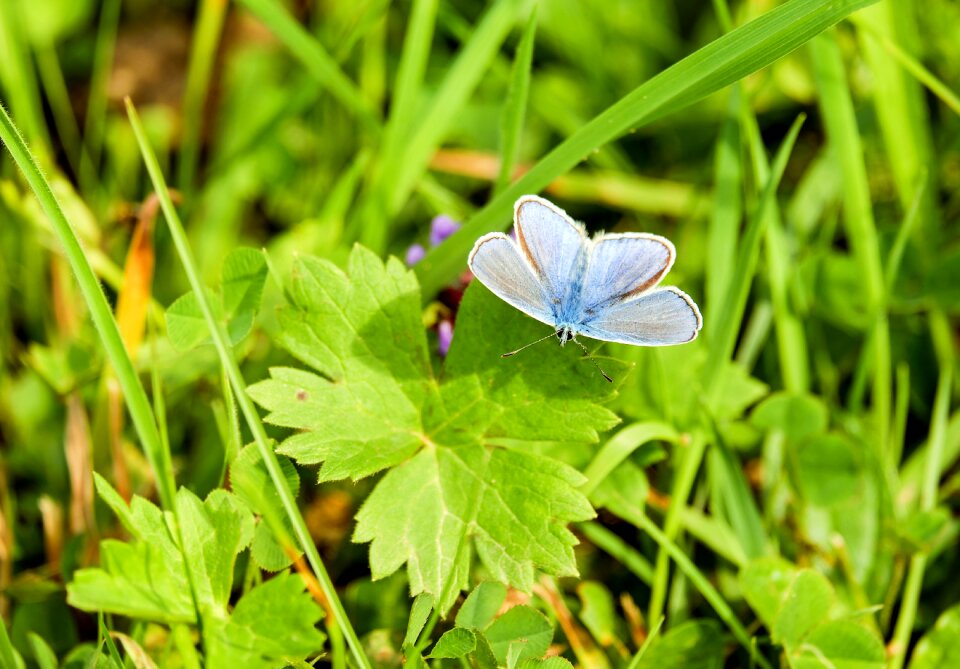 Butterflies blue restharrow's blue