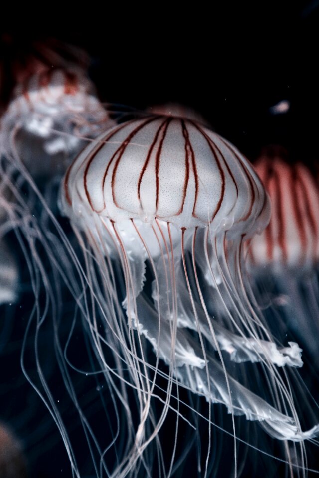 Ocean underwater dark