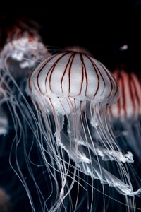 Ocean underwater dark photo