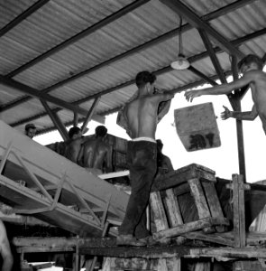 Wijnbedrijf Carmel Mizrachi Wineries te Rishon le Zion Arbeiders storten druive, Bestanddeelnr 255-4845