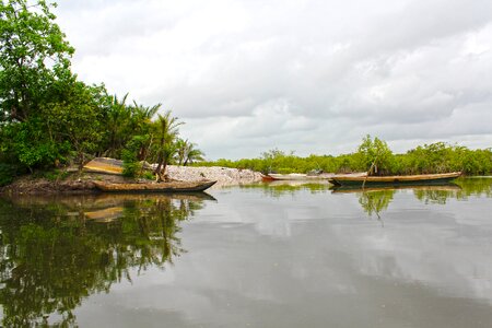 Africa gambia oysters photo