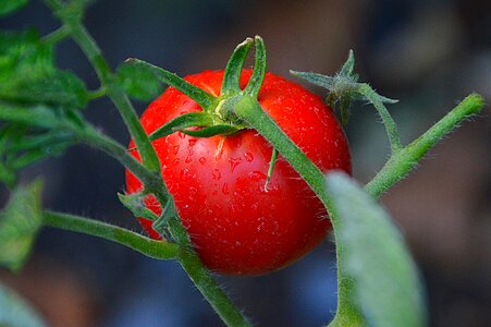 Crop food healthy