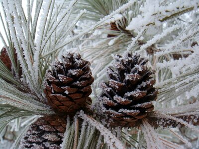 Snow ice pine needles