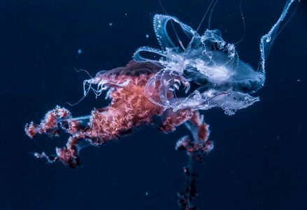 Ocean underwater dark photo