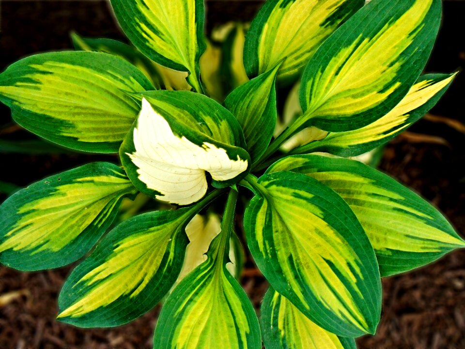 Garden leaf growing