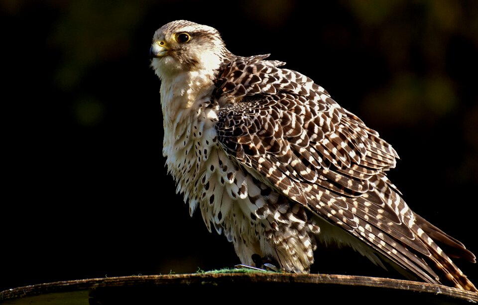 Animal falconry bill