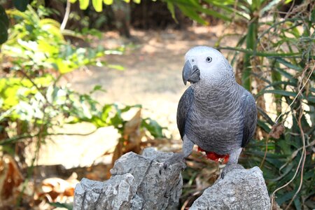 Exotic tropical pet