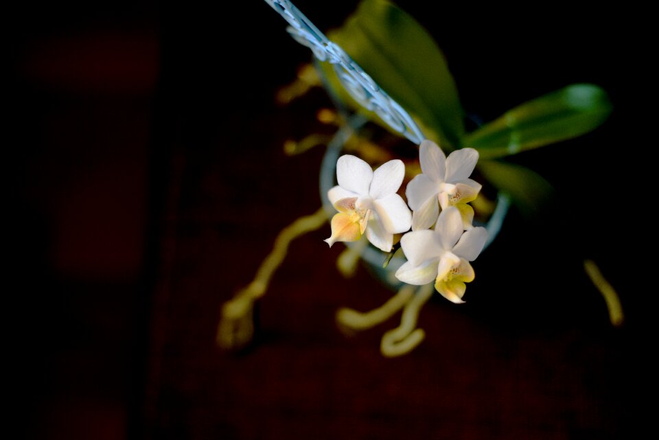 Phalaenopsis white the gentle