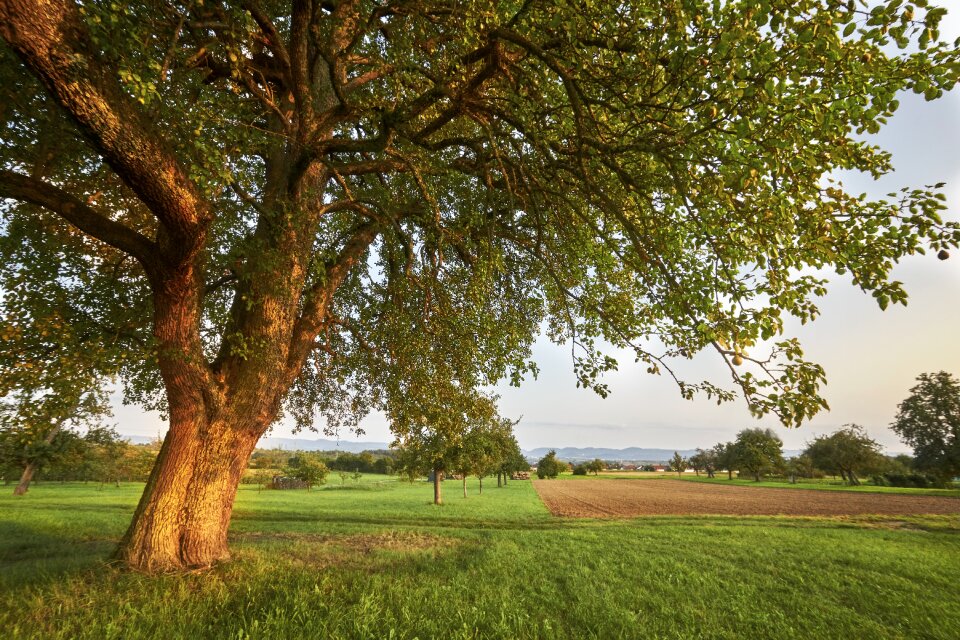 Setting sun landscape evening light