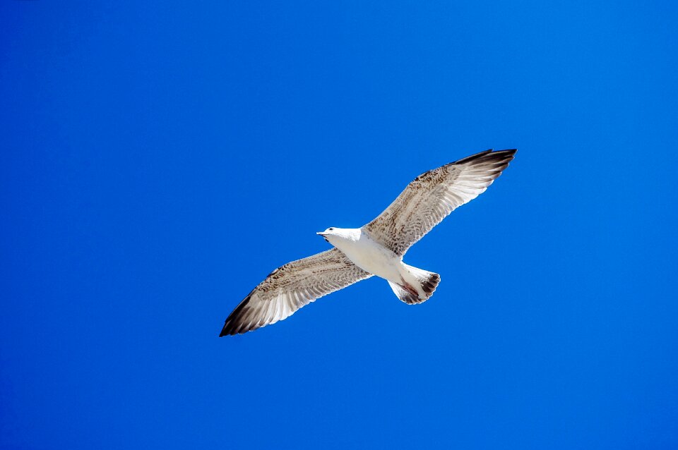 Living nature flight freedom