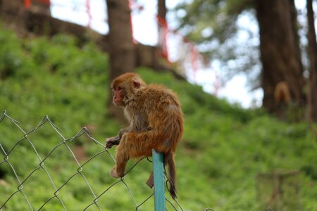 Alone rhesus macaque green alone photo