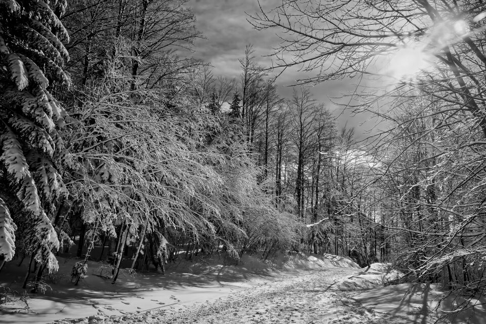 Landscape forest woods
