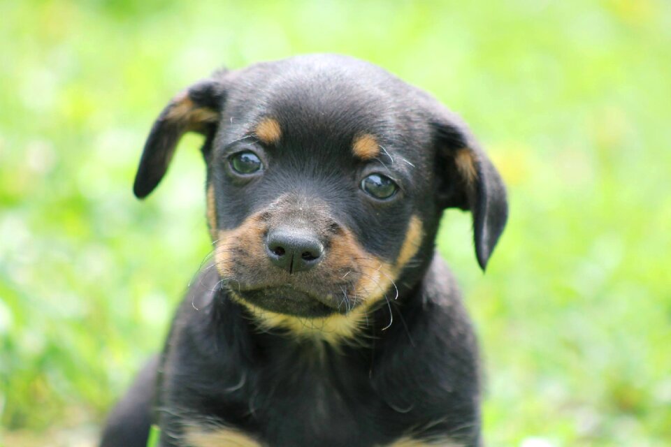 Dog mixture dog dachshund