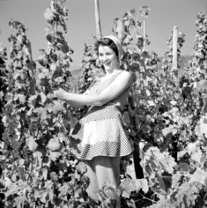 Wijnkoningin Mosella poseert in de wijngaard, Bestanddeelnr 254-4179