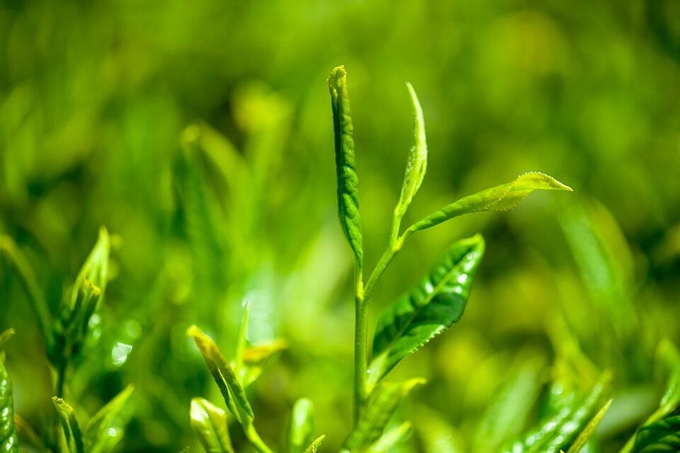 Tea green tea Free photos