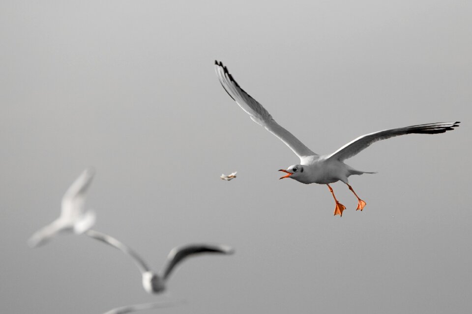 Seagulls nature flight