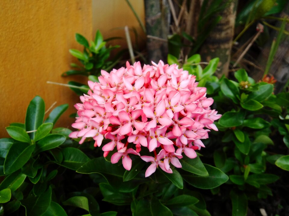 Pink nature shrubs flowers